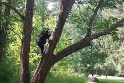 In this Sept. 17, 2015 photo released by the Great Smoky Mountains National Park, a female bear climbs a Chinese chestnut tree in Twin Creeks area Great Smoky Mountains National Park, Tenn. In what amounts to an innocence project for bears, National Park Service rangers are turning to modern forensic technology, including DNA evidence, to make sure they kill the right bear when a human is attacked in the mountains.