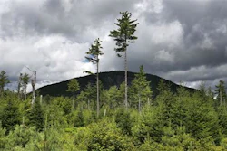 In this Aug. 5, 2015 file photo, a forest grows back beneath a few uncut white pines several years after it was logged near Soubunge Mountain in northern Maine. In a study of suicide rates by occupation, the workers who killed themselves most often were farmers, lumberjacks and fishermen. Researchers found the highest suicide rates in manual laborers who work in isolation and face unsteady employment. The report from the Centers for Disease Control and Prevention was released Thursday, June 30, 2016.