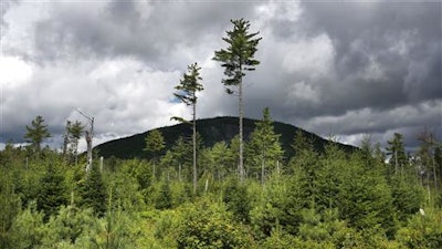 In this Aug. 5, 2015 file photo, a forest grows back beneath a few uncut white pines several years after it was logged near Soubunge Mountain in northern Maine. In a study of suicide rates by occupation, the workers who killed themselves most often were farmers, lumberjacks and fishermen. Researchers found the highest suicide rates in manual laborers who work in isolation and face unsteady employment. The report from the Centers for Disease Control and Prevention was released Thursday, June 30, 2016.