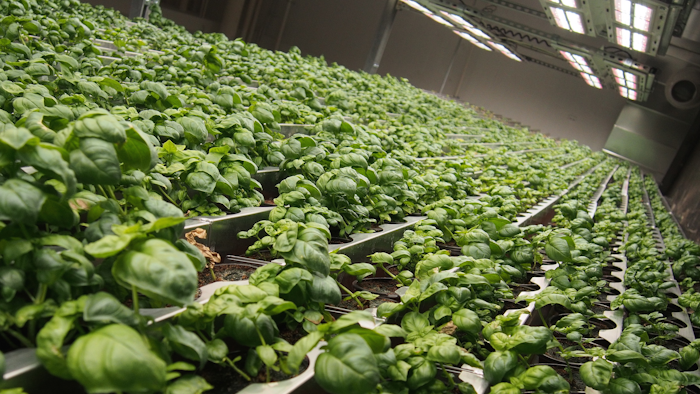 Li Destri Basil 57b772236b81d