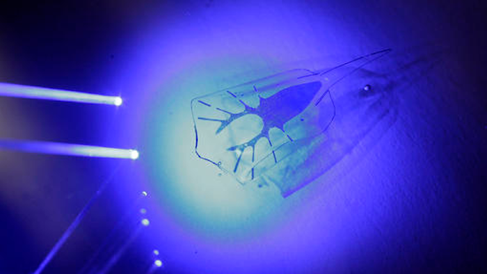 In this Wednesday, Aug. 3, 2016 photo, research scientist Sung-Jin Park exposes a tissue-engineered robot to blue light as the robot swims in a tank of water in a laboratory at Harvard University in Cambridge, Mass. The stingray-shaped robot, capable of paddling in water after exposure to blue light, is made of rat heart muscle, gold and silicone.