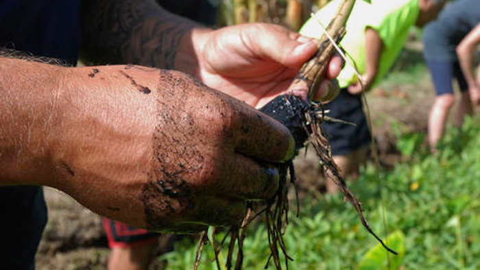 In this photo taken July 9, 2016, Anthony DeLuze cleans a small taro stalk at his farm in Aiea, Hawaii. Some residents including DeLuze and local water utility officials want the Navy to move 20 World War II-era tanks that sit on top of one Honolulu's most important aquifers, but the Navy views the tanks as a vital strategic asset that would be difficult to replicate elsewhere.