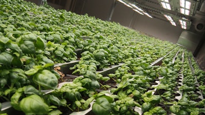 Li Destri Basil 57b772236b81d
