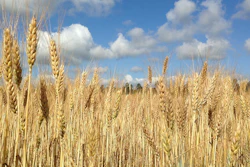 Wheat Field Pixabay 579f578c511f0