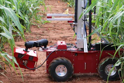 A robot designed to enhance the ease and frequency of data collection for crop testing burrows through a field of sorghum at Clemson University.