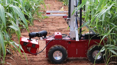 A robot designed to enhance the ease and frequency of data collection for crop testing burrows through a field of sorghum at Clemson University.