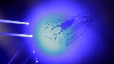In this Wednesday, Aug. 3, 2016 photo, research scientist Sung-Jin Park exposes a tissue-engineered robot to blue light as the robot swims in a tank of water in a laboratory at Harvard University in Cambridge, Mass. The stingray-shaped robot, capable of paddling in water after exposure to blue light, is made of rat heart muscle, gold and silicone.
