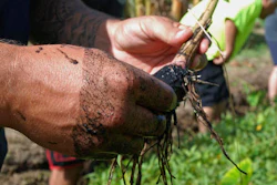 In this photo taken July 9, 2016, Anthony DeLuze cleans a small taro stalk at his farm in Aiea, Hawaii. Some residents including DeLuze and local water utility officials want the Navy to move 20 World War II-era tanks that sit on top of one Honolulu's most important aquifers, but the Navy views the tanks as a vital strategic asset that would be difficult to replicate elsewhere.