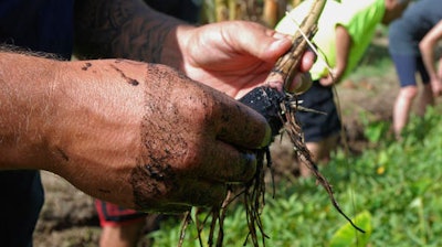 In this photo taken July 9, 2016, Anthony DeLuze cleans a small taro stalk at his farm in Aiea, Hawaii. Some residents including DeLuze and local water utility officials want the Navy to move 20 World War II-era tanks that sit on top of one Honolulu's most important aquifers, but the Navy views the tanks as a vital strategic asset that would be difficult to replicate elsewhere.