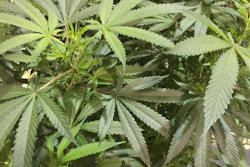 A Marijuana plant awaits judging in the Oregon Cannabis Growers' Fair marijuana plant competition in Salem, Ore., on Saturday, Aug. 13, 2016. Nine winners will be on display at the Oregon State Fair between Aug. 26 and Sept. 5, 2016, for the first time ever. The Oregon Cannabis Growers' Fair runs through the weekend in Salem, Oregon.