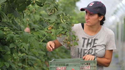 In this photo taken on Wednesday, Aug. 24, 2016, a worker picks raspberries in a fruit field at Boxford Suffolk Farms, in Suffolk, England. British fruit and vegetable growers rely on seasonal workers from other EU countries to harvest their crops because local workers no longer want the poorly paid, physically demanding jobs that offer little security. EU citizens have the automatic right to work in any member state, and low-skilled east European laborers have helped fuel Britain’s economy since their countries joined the bloc in 2004.