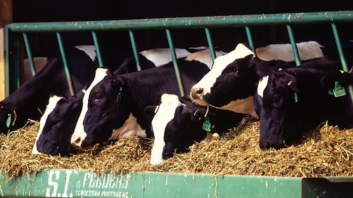 Cattle Freestockphotos biz 57c83a165cd99