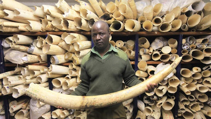 Zimbabwe Ivory Stocks Ap 57e9312dc5d57