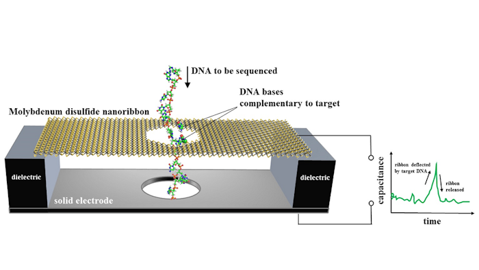 In NIST's proposed design for a DNA sequencer, a nanoscale ribbon of molybdenum disulfide is suspended over a metal electrode and immersed in water. Single-stranded DNA, containing a chain of bases (bits of genetic code), is threaded through a hole in the ribbon, which flexes only when a DNA base pairs up with and then separates from a complementary base affixed to the hole. The membrane motion is detected as an electrical signal.