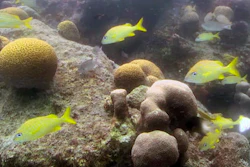 This undated screen grab of a video by the Harbour Village Beach Club and released by the Fabian Cousteau Ocean Learning Center, shows fish in the Caribbean Sea near the western shore of Bonaire. Underwater cameras are tracking reefs off Bonaire as part of a project that will include the use of 3D printers to create extremely realistic artificial reef habitat that backers hope will foster natural habitat development in damaged reefs elsewhere in the world.