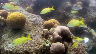 This undated screen grab of a video by the Harbour Village Beach Club and released by the Fabian Cousteau Ocean Learning Center, shows fish in the Caribbean Sea near the western shore of Bonaire. Underwater cameras are tracking reefs off Bonaire as part of a project that will include the use of 3D printers to create extremely realistic artificial reef habitat that backers hope will foster natural habitat development in damaged reefs elsewhere in the world.