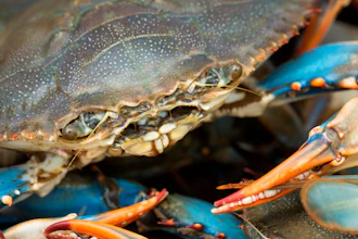Blue Crab 000088588821 Medium 57ee76ec56cb8