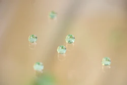 An ORNL-developed thin glass film with superhydrophobic properties repels water that carries away dust and dirt, reduces light reflection and resists fingerprints and smudges.