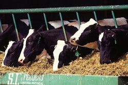 Cattle Freestockphotos biz 57f2660aecee6