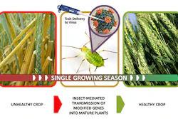 Insect Allies’ three technical areas—trait design, insect vector optimization, and selective gene therapy in mature plants—layer together to support the goal of rapidly transforming mature plants to protect against natural or intentional agricultural disruption without the need for extensive infrastructure.