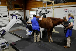 In this Thursday, Sept. 15, 2016, photo, Medical Director Dr. Barbara Dallap Schaer, right, and Radiologist Dr. Kathryn Wulster hold a horse as a computerized tomography scan is conducted at the University of Pennsylvania's New Bolton Center Hospital for Large Animals in Kennett Square, Pa. Robotic CT at the university's veterinary school allows a horse to remain awake and standing as scanners on two mechanical arms move around it. The resulting high-quality images, including some in 3D, for the first time offer detailed anatomical views of the animal in its normal, upright state.