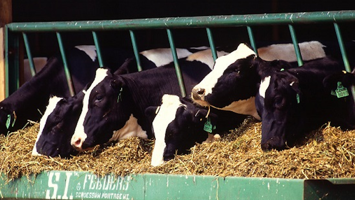Livestock are responsible for 14.5 percent of human-induced greenhouse gas emissions, with beef and dairy production accounting for the bulk of it, according to a 2013 United Nations report.