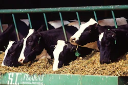 Livestock are responsible for 14.5 percent of human-induced greenhouse gas emissions, with beef and dairy production accounting for the bulk of it, according to a 2013 United Nations report.