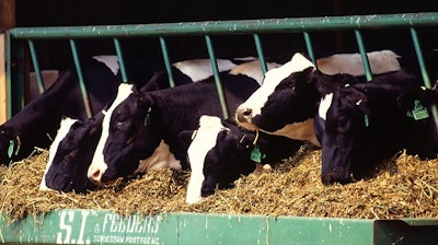 Livestock are responsible for 14.5 percent of human-induced greenhouse gas emissions, with beef and dairy production accounting for the bulk of it, according to a 2013 United Nations report.