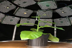 In this photo provided by Katarzyna Glowacka, University of Illinois, a fluorescence imager analyzes how efficiently plants use light.