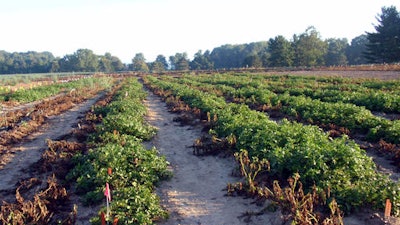 The U.S. Department of Agriculture announced Friday, Oct. 28, 2016, that it has approved commercial planting of two types of potatoes that are genetically engineered to resist the pathogen that caused the Irish potato famine.