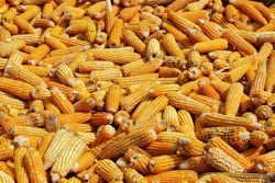 Corn 585c24177e5b8