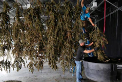 In this Oct. 4, 2016 file photo, farm workers inside a drying barn take down newly-harvested marijuana plants after a drying period, at Los Suenos Farms, America's largest legal open air marijuana farm, in Avondale, southern Colo. Newly-approved laws in four states allowing the recreational use of marijuana are seen as unlikely to change rules regarding use of the drug in the workplace.