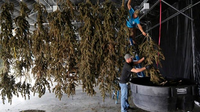 In this Oct. 4, 2016 file photo, farm workers inside a drying barn take down newly-harvested marijuana plants after a drying period, at Los Suenos Farms, America's largest legal open air marijuana farm, in Avondale, southern Colo. Newly-approved laws in four states allowing the recreational use of marijuana are seen as unlikely to change rules regarding use of the drug in the workplace.