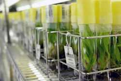 To preserve this many varieties, the bioengineers use a cold chamber and cryotanks.