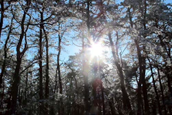 In this Dec. 11, 2013, file photo, the sun shines through snow-covered pine trees in the New Jersey Pinelands in Manchester, N.J. A hotly contested plan to run a natural gas pipeline through New Jersey’s federally protected Pinelands preserve is getting a do-over. A public hearing on the proposal by South Jersey Gas to build the pipeline will be held Tuesday, Jan. 24, 2017, in Pemberton.