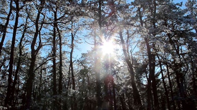 In this Dec. 11, 2013, file photo, the sun shines through snow-covered pine trees in the New Jersey Pinelands in Manchester, N.J. A hotly contested plan to run a natural gas pipeline through New Jersey’s federally protected Pinelands preserve is getting a do-over. A public hearing on the proposal by South Jersey Gas to build the pipeline will be held Tuesday, Jan. 24, 2017, in Pemberton.