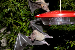 This 2013 photo provided by the U.S. Fish and Wildlife shows nectar-feeding lesser long-nosed bats attracted to a hummingbird feeder during a citizen science bat migration monitoring project in southern Arizona. U.S. wildlife officials say it might be time for a toast now that the once-rare bat important to the pollination of agave plants used to produce tequila is making a comeback.