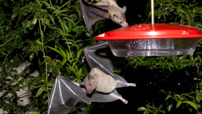 This 2013 photo provided by the U.S. Fish and Wildlife shows nectar-feeding lesser long-nosed bats attracted to a hummingbird feeder during a citizen science bat migration monitoring project in southern Arizona. U.S. wildlife officials say it might be time for a toast now that the once-rare bat important to the pollination of agave plants used to produce tequila is making a comeback.