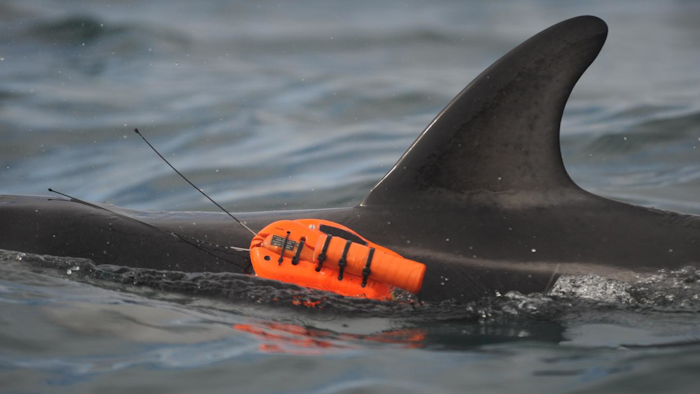 This is a wild dusky dolphin off the coast of New Zealand with a new non-invasive underwater camera attached.