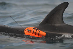 This is a wild dusky dolphin off the coast of New Zealand with a new non-invasive underwater camera attached.