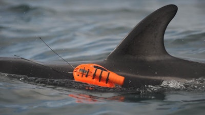This is a wild dusky dolphin off the coast of New Zealand with a new non-invasive underwater camera attached.