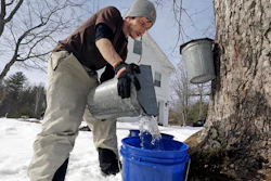 Parker's Maple Barn employee Kyle Gay pours maple tree sap into a larger bucket, Tuesday, Feb. 21, 2017, in Brookline, N.H. Sen. Maggie Hassan, D-NH, led a discussion with maple syrup producers in New Hampshire about how climate change is impacting their industry.