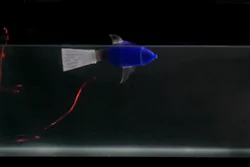 the caudal fin locomotion of a robotic fish with a thermal actuator that is made of thubber.