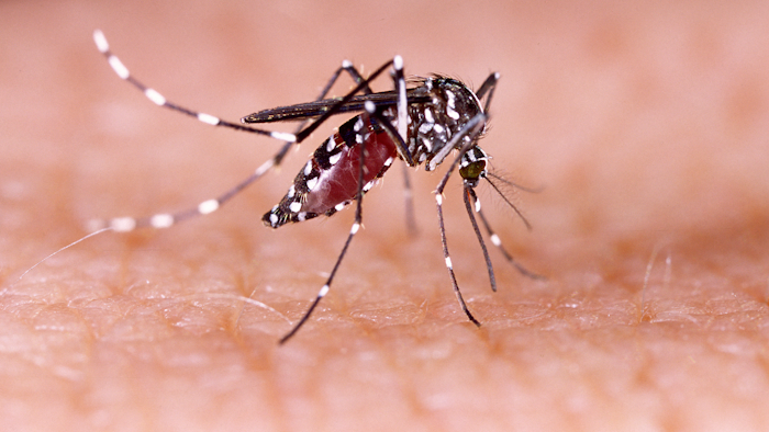 A mosquito.