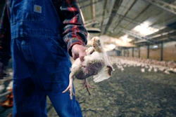 Chicken Farmers Lawsu Well 58da652e0ba9d