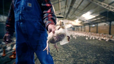Chicken Farmers Lawsu Well 58da652e0ba9d