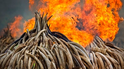 In this Saturday, April 30, 2016 file photo, an ivory statue, right, lies on top of pyres of ivory as they are set on fire in Nairobi National Park, Kenya. A leading elephant conservation group said Wednesday, March 29, 2017 that the price of ivory in China has dropped as the country moves toward a ban on the legal trade of ivory this year.