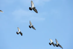 Birds (not pictured) have been named as suspects in the fire.