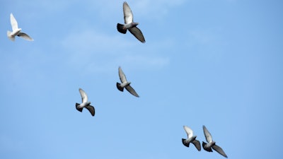 Birds (not pictured) have been named as suspects in the fire.