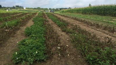 This October 2016 photo supplied by Simplot Plant Sciences shows Innate Gen. 2 potatoes surviving in a field infected with late blight disease at Michigan State University in East Lansing, Mich. Federal officials said three types of potatoes genetically engineered to resist the pathogen that caused the Irish potato famine are safe for the environment and safe to eat.
